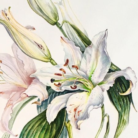 Лилия Флоретта