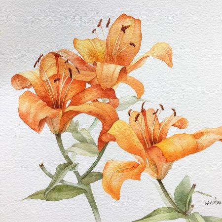Ботаническая живопись акварелью Лилия