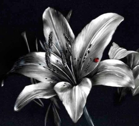 Черно белые лилии