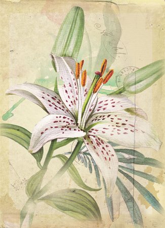 Тигровая Лилия арт