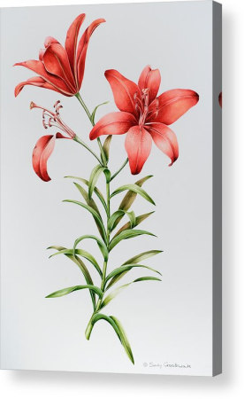 Лилия цветок референс