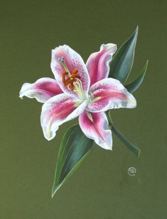 Ботаническая живопись акварелью Лилия