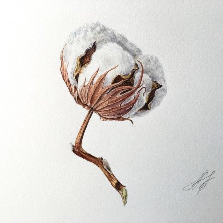 Хлопчатник Ботаническая иллюстрация