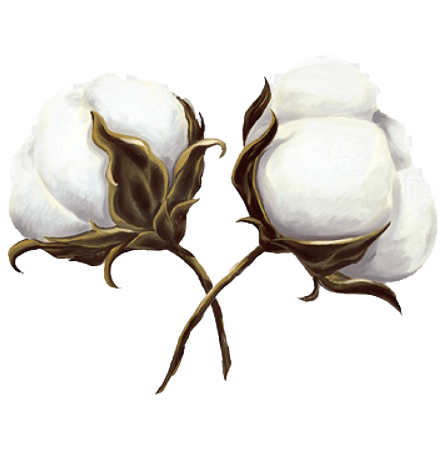 Хлопок иллюстрация