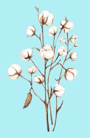 Веточка хлопка