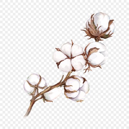 Ветка хлопка