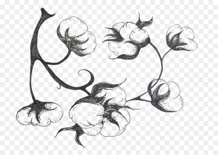 Ветка хлопка на прозрачном фоне