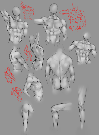 Тело анатомия референс муж