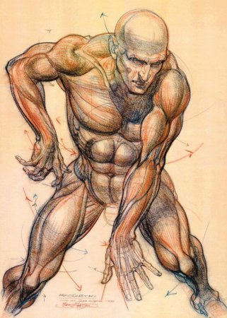 Burne Hogarth анатомия