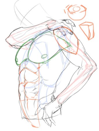 Анатомия парня референс