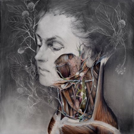 Анатомические иллюстрации