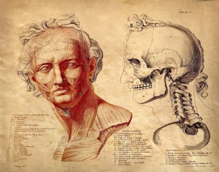 Красивые рисунки по анатомии