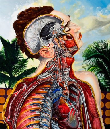 Сердце человека анатомия