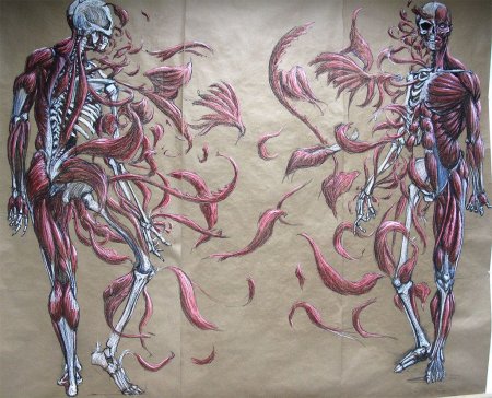 Анатомия дюваль