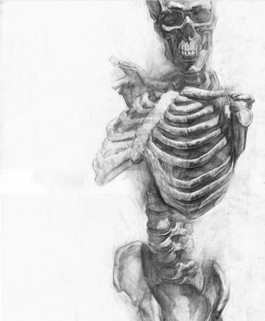 Анатомия человека референс анатомия