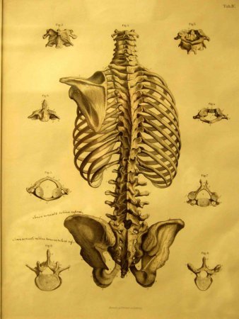 Анатомия тела для рисования