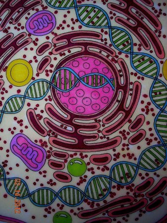 Вырваться из клетки