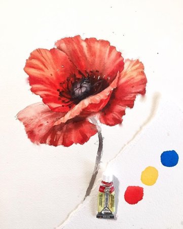 Мак акварель