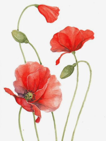 Ботаническая Акварельная живопись Мак