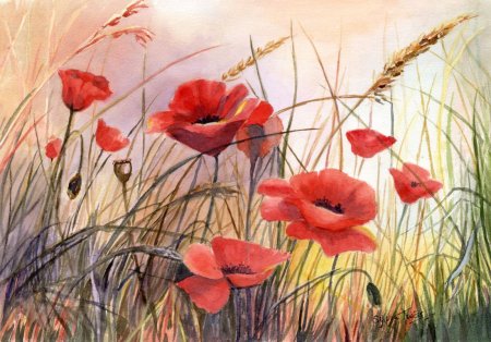 Маки рисунок