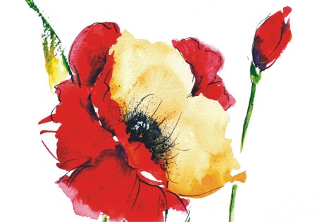 Маки рисунок красками