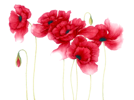 Маки акварель Джен Харбон