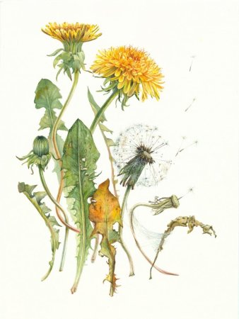 Одуванчик полевой лекарственный