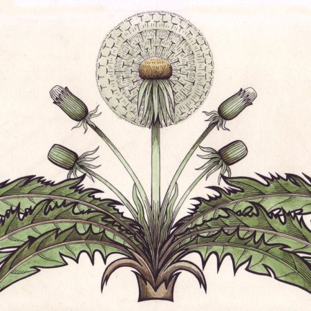 Стилизованные одуванчики