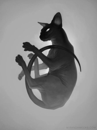 Кошки сфинксы арты