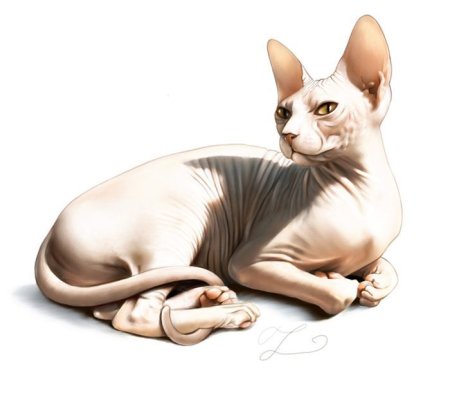 Кот сфинкс