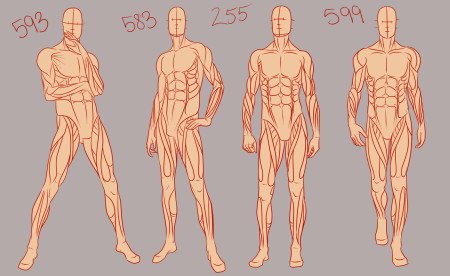 Мужчина анатомия референс