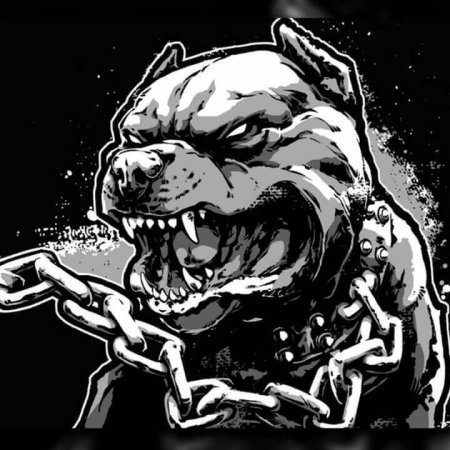 Питбуль оскал