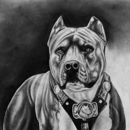 Чикано питбуль