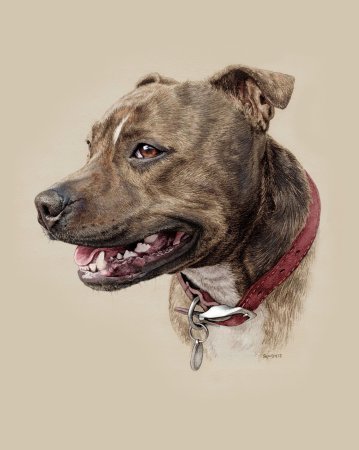 Стаффордширский терьер арт