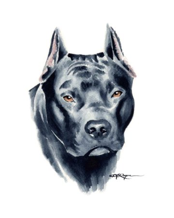 Стаффордширский терьер арт