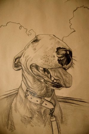 Бультерьер эскиз