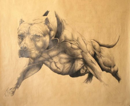 Арты питбулей