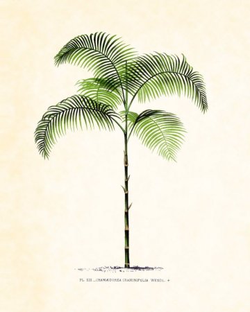 Ботаническая зарисовка пальмы