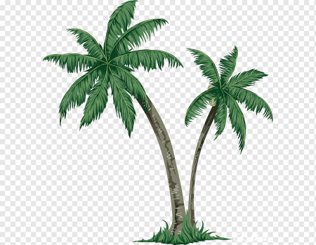 Пальма рисунок без фона