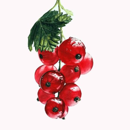 Ягоды акварелью