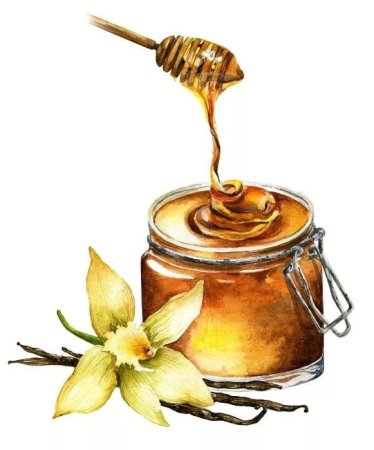 Мед иллюстрация акварель