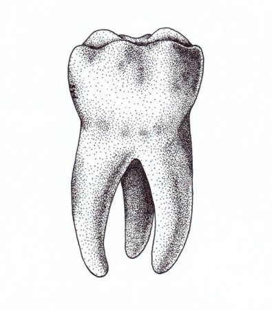 Зарисовка зуба