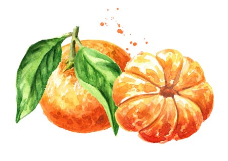 Акварель мандарин на белом фоне