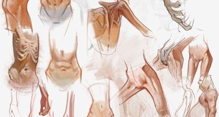 Анатомия женской руки для художников