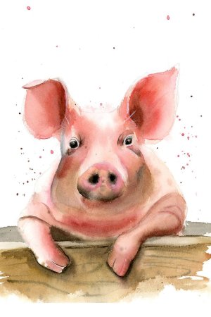 Свинья картинка