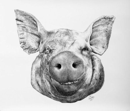 Морда свиньи