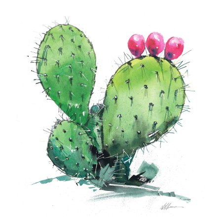 Кактус акварелью