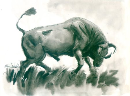 Бык в разных ракурсах