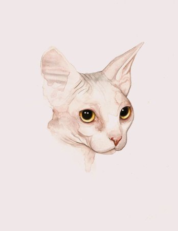 Кот сфинкс хуманизация