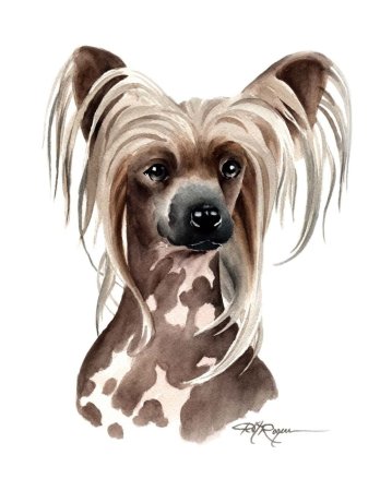 Китайская хохлатая собака